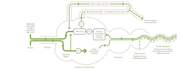 Diagram Digesting Feed urea
