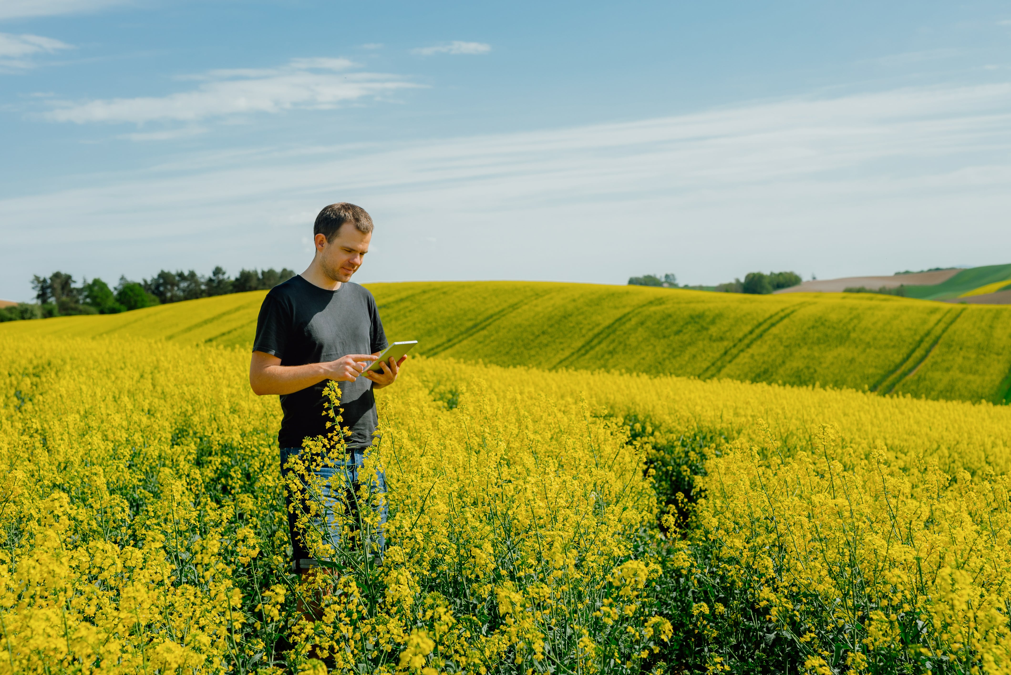 champ colza agriculteur
