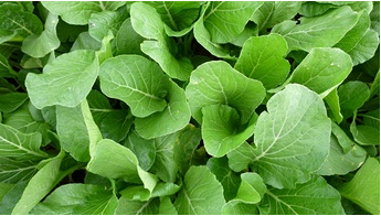 Choux à feuilles