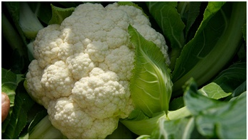 Choux-fleur