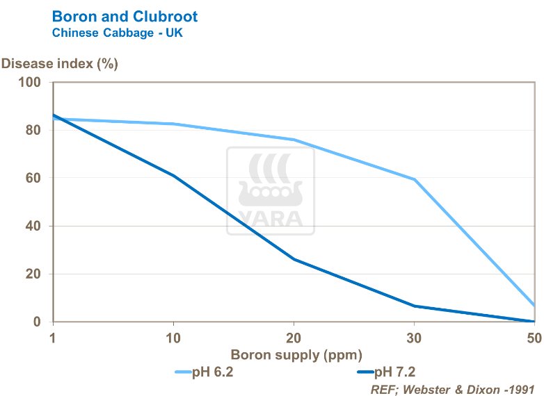Bore et hernie - Chou chinois