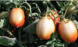 Exemple de tomates brûlées par le soleil