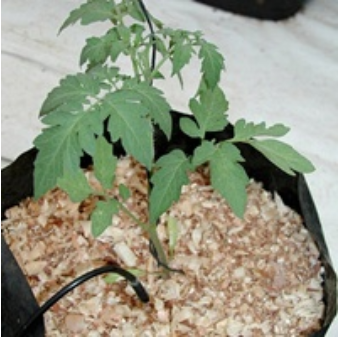 Tomates cultivées en coco