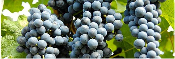 grappes de raisin
