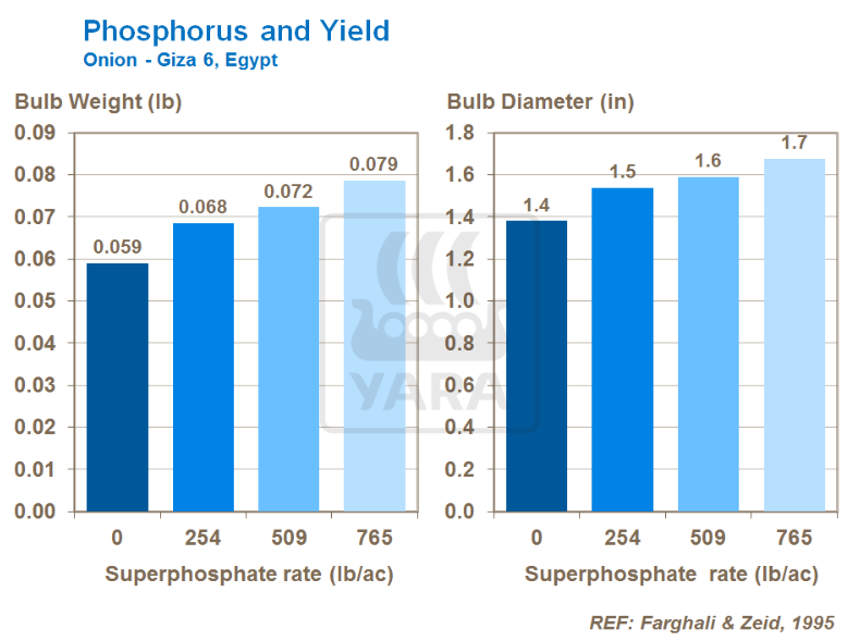 Lien entre phosphore et rendement