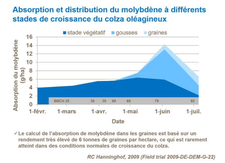 Graphique sur l'absorption et distribution du molybdène à différents stades de croissance du colza oléagineux