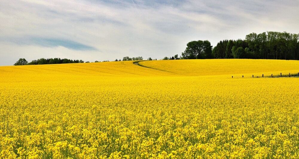 Champs de colza à perte de vue