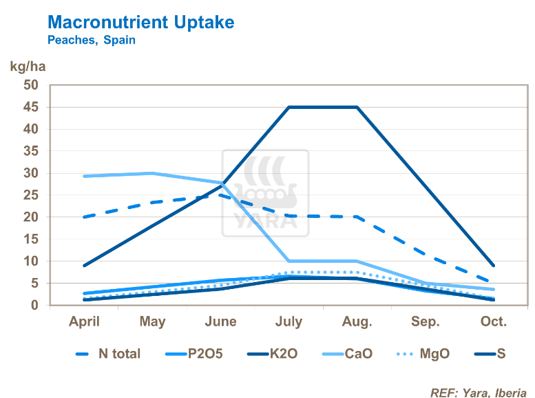 absorption de macronutriments