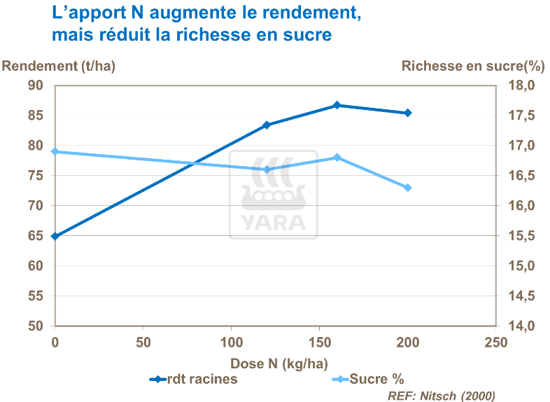 L'apport en azote augmente le rendement mais réduit la richesse en sucre