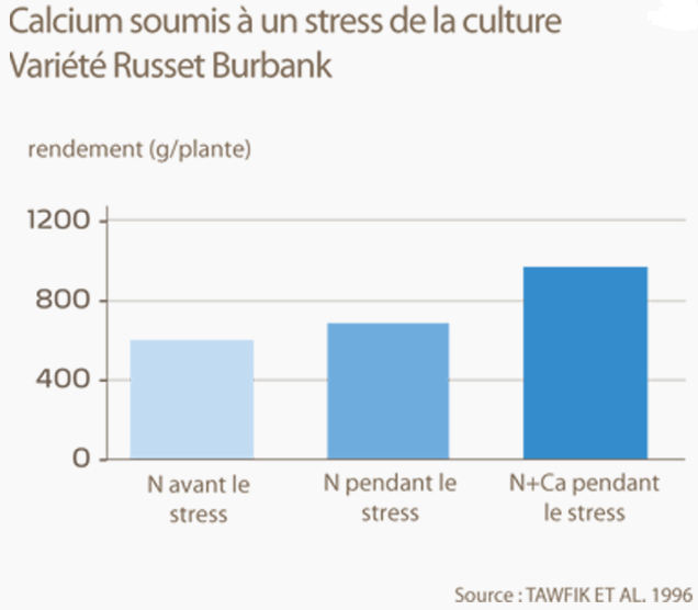 Calcium réduit stress dû aux fortes chaleurs