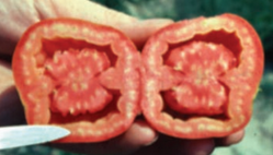 Illustration tomates à facettes