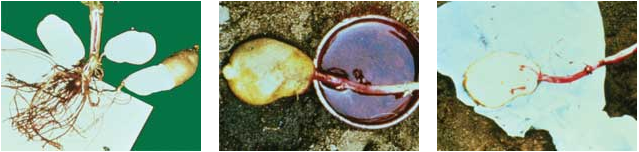 Photos racines principales dans calcium