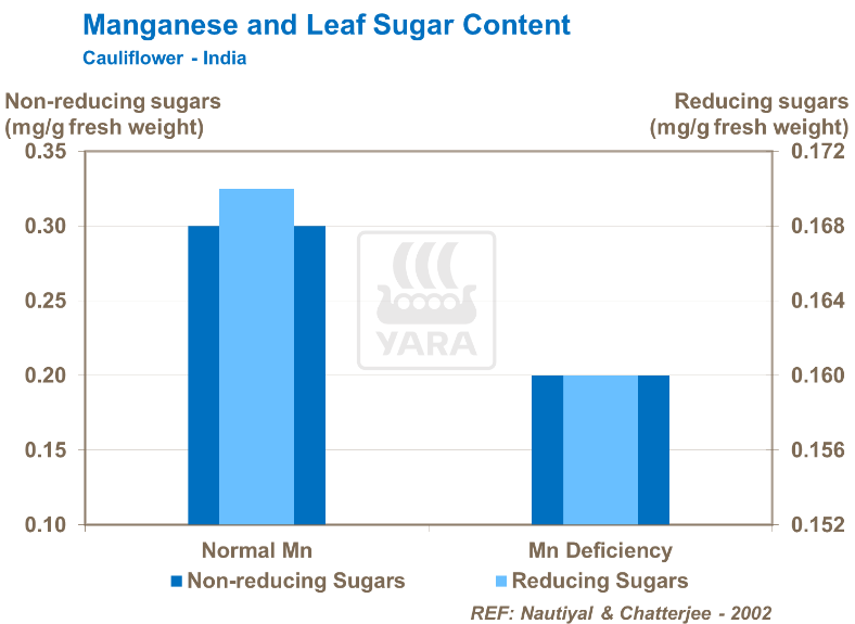 Manganèse et teneur en sucre des feuilles - Chou-fleur