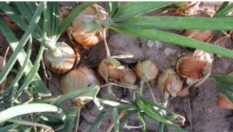 Rangée d'oignons mal espacés