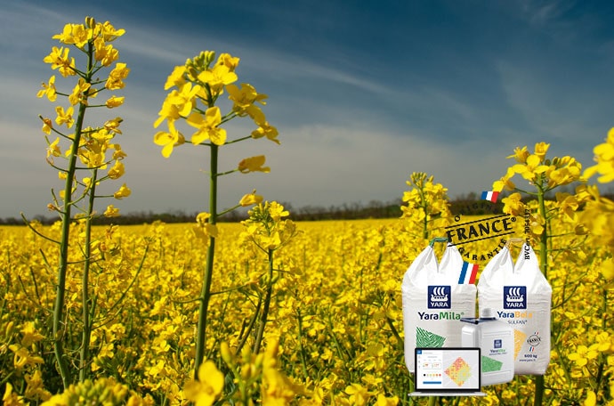champ de colza produits yara