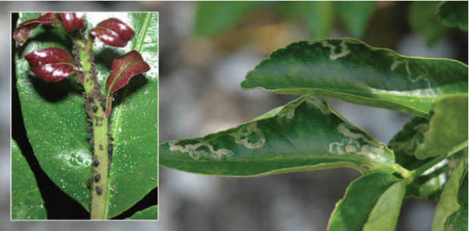 Exemples de feuilles enroulées