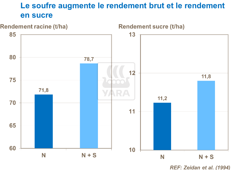 Le soufre augmente le rendement brut et le rendement en sucre