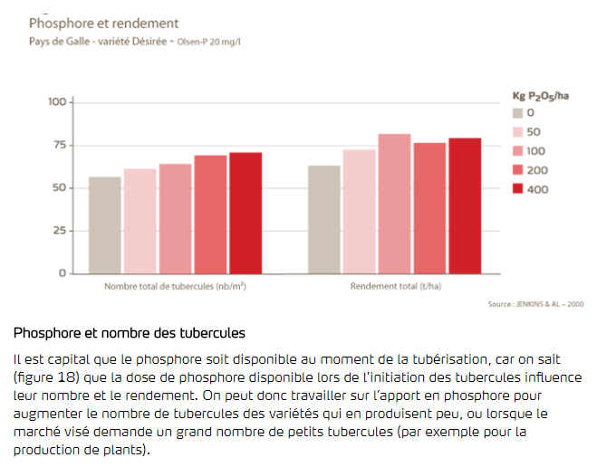 Phosphore et nombre de tubercules