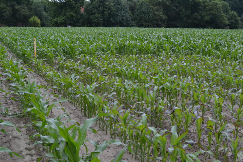 Carence en phosphore sur une culture de maïs.