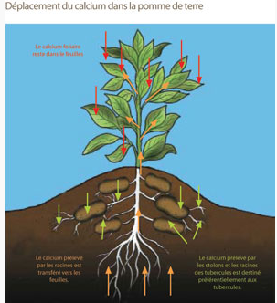 Schéma déplacement calcium dans pomme de terre