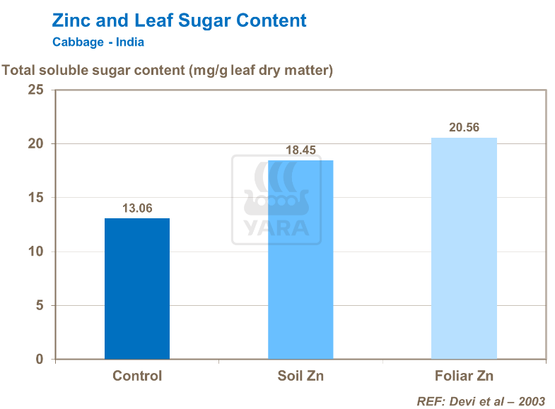 Zinc et teneur en sucre des feuilles - Chou
