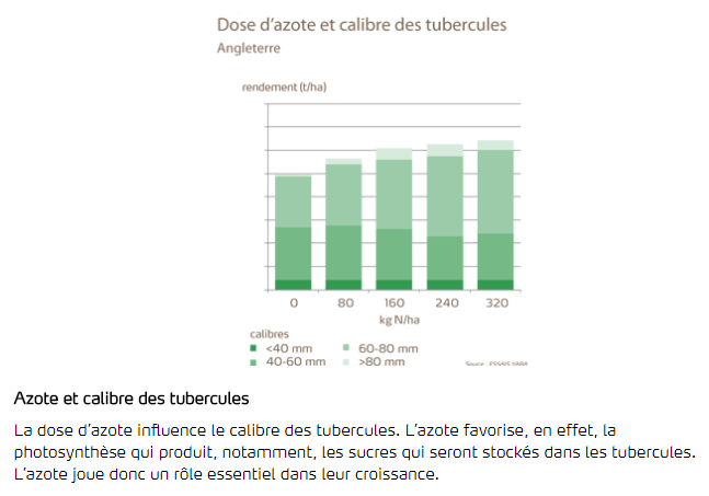 Azote et calibre des tubercules