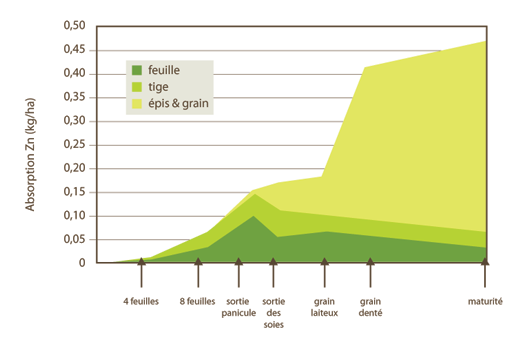 Absorption du zinc par stades de croissance du maïs
