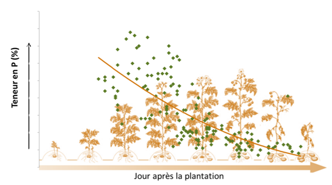 Graphique sur la quantité de phosphore disponible en fonction des jours après la plantation