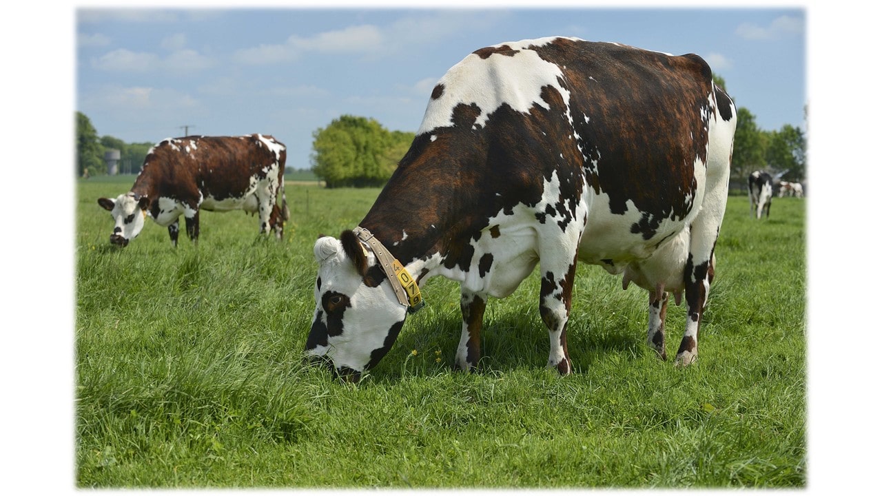 vaches normandes yara france