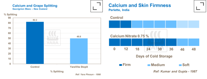 Effets du calcium sur le raisin