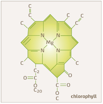 schéma chlorophylle