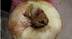 Pourriture du collet 