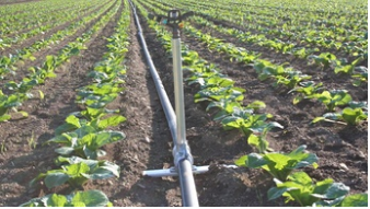 Irrigation d'allées dans champ de choux 