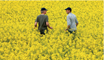 Deux hommes dans un champ de colza