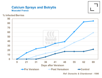 Incidence du calcium sur Botrytis