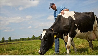 Éleveur avec une vache dans un pré