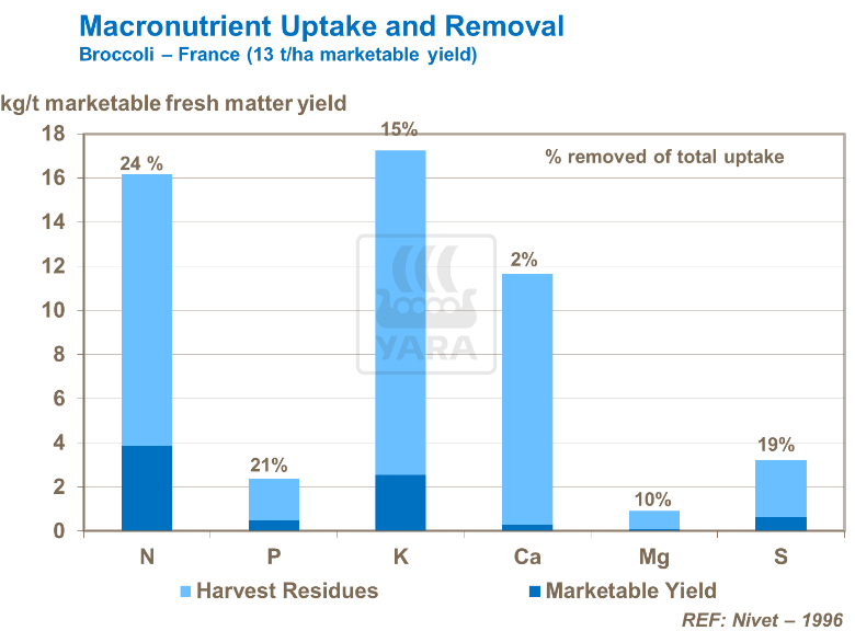 Absorption et élimination des macro-nutriments - Brocoli