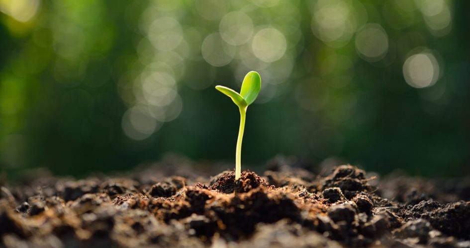 Jeune pousse en croissance