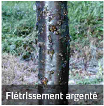 Flétrissement argenté sur le tronc d'un arbre