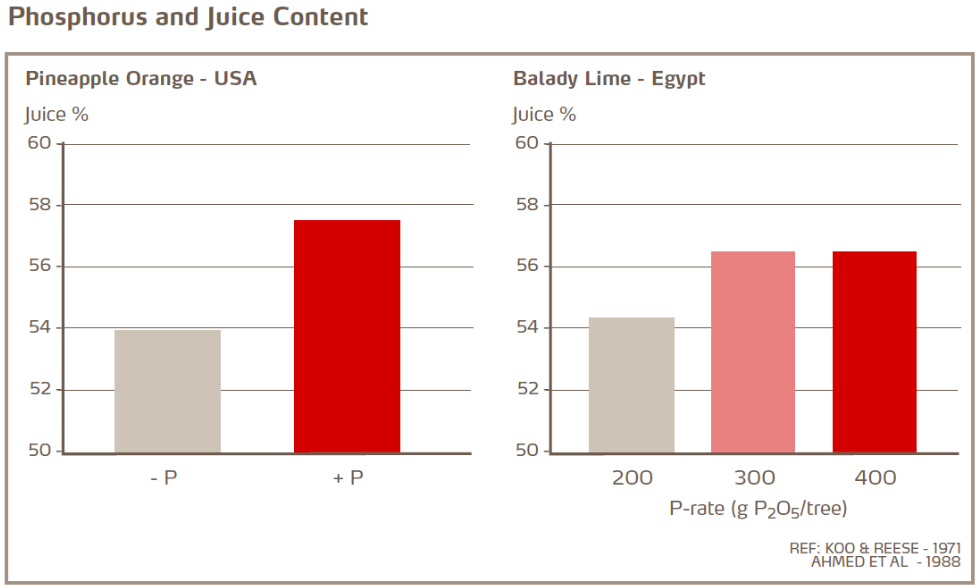 Phosphore et teneur en jus - Oranges 