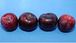 Prunes
