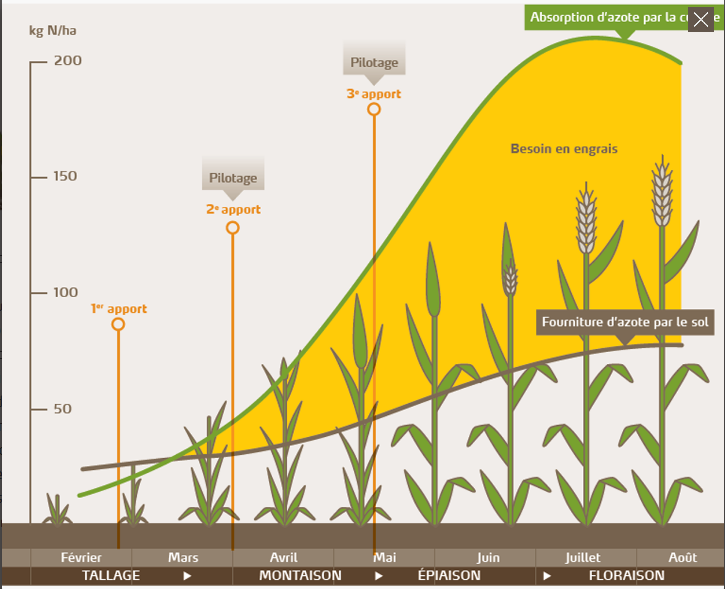 Absorption d'azote par stades de croissance 