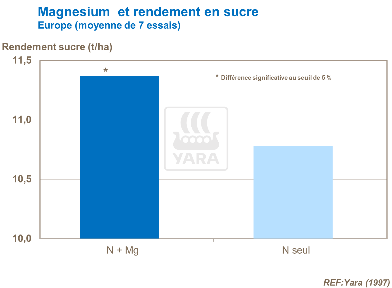 Magnésium et rendement en sucre