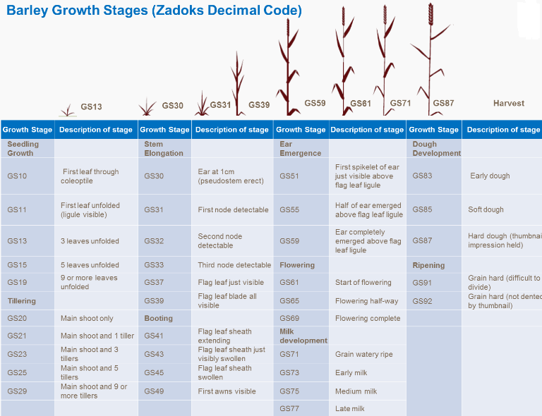 Étapes de croissances de l'orge