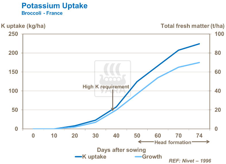 Absorption du potassium - Brocoli