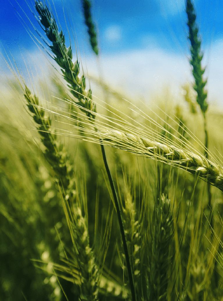 Wheat